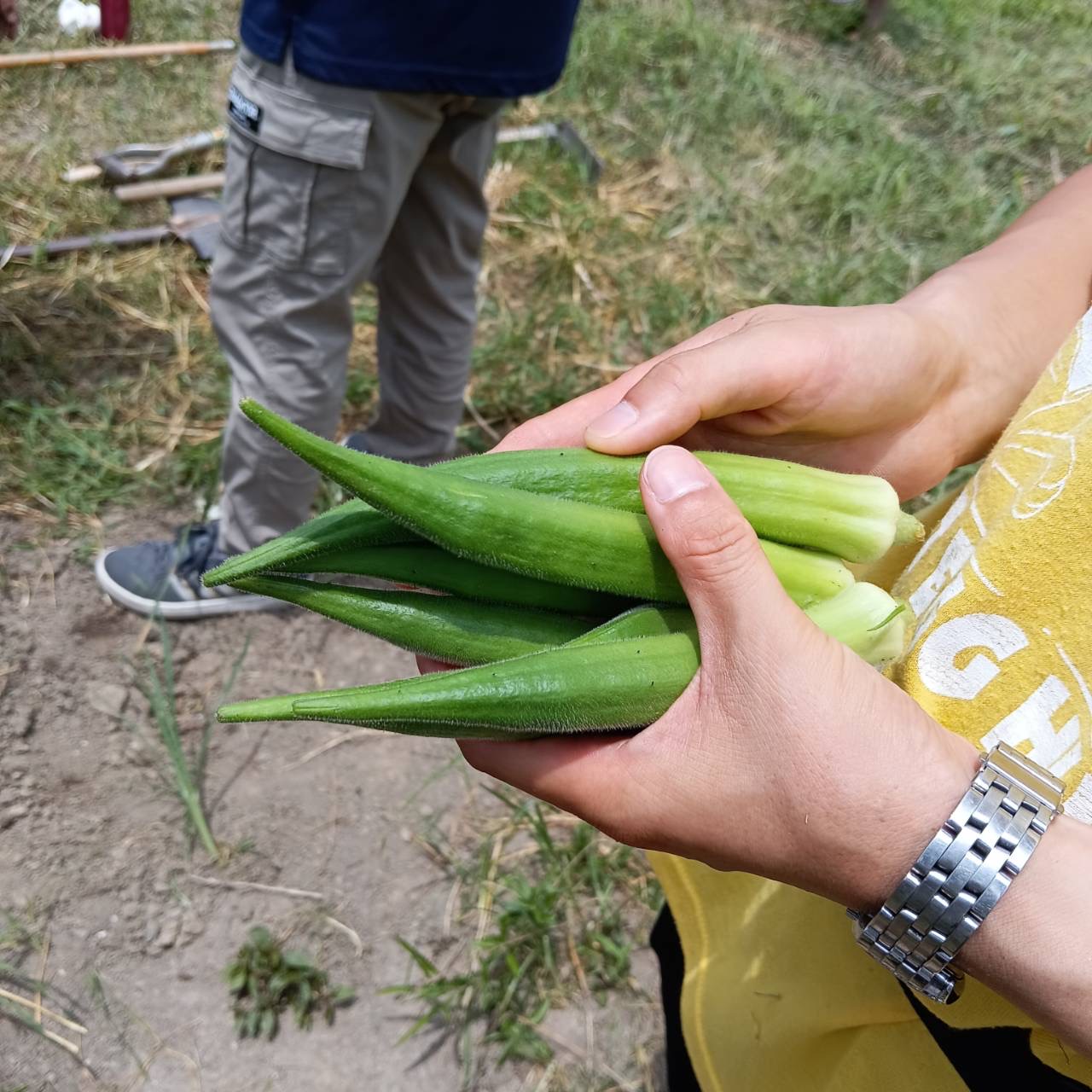 畑とオクラの写真